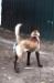 malinois puppies