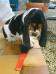 Puppy basset hound