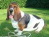 basset hound 