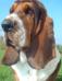 basset hound portrait