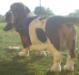 basset hound
