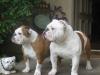 Ortiz's Sir Rocco The Bull