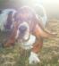 basset hound