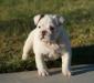 Gordy 8wks e