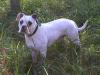 Rowe Yankee Doodle Daisy VI
