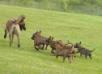 DeMeaux Malinois