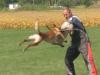 DeMeaux Malinois