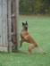 DeMeaux Malinois