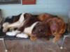 Dozier and his brother Bosco
