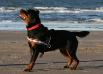 Deedee 1 year