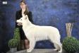 Mouscron dogshow - 1 Excellent, Best male CAC/IB,