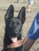 Mi cachorro..