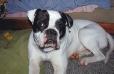 Draven's boy muttley