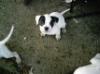 muttley 