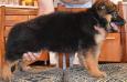8 weeks old