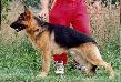 Pollux vom Frankengold Picture