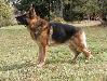 Grando II van Lammersbeek Picture