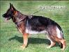 Zilli de Coroninas Picture