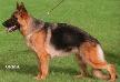 Esmee vom Aphrodite Kennel Picture