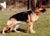 Eycha vom Hauswalder Bach Picture