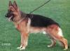 Randy des Loups Picture
