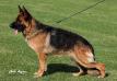 Madra vom Haus Tepferd Picture