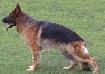 Zorko vom Jägerfreund Picture