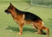 Baran von Bad-Boll Picture