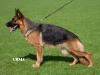Ronja vom Haus Burow Picture