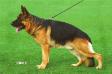 Drago vom Langenbungert Picture