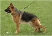 Gipsy von Burg Bismarck Picture