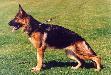 Nixe von der Arenzburg Picture