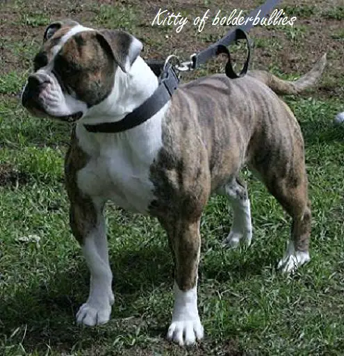 Kitty of Bolderbullies
