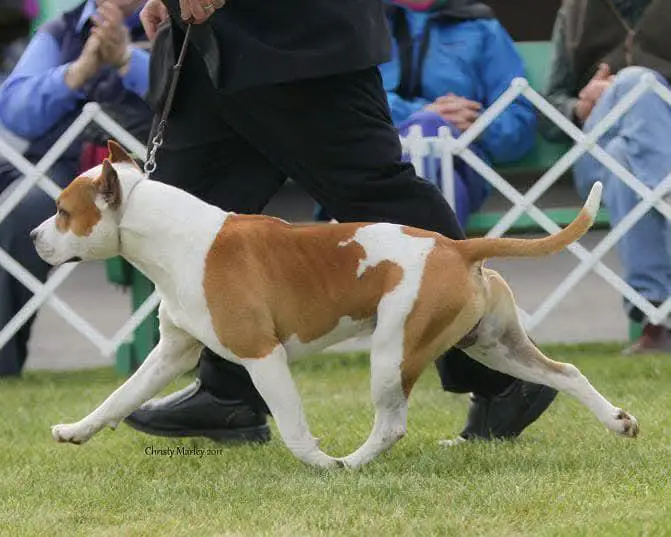 BISS BIS Multi CH AKC GCH Alpine's Catch Me If You Can