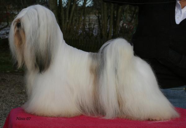 MULTI CH Whisborne Porthos