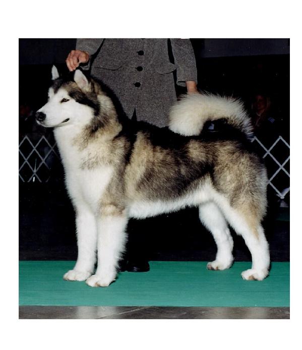 CH Sno Ridge's Tail Of Ty