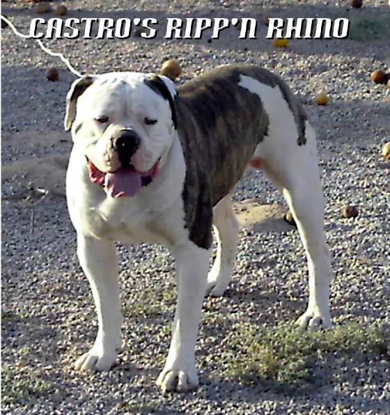 Castro's Rippin Rhino
