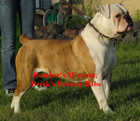 Brick's Bruiser Babe