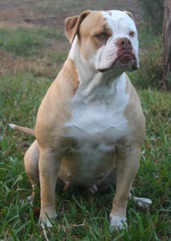 Dersert Bulldog's Queen Sendona