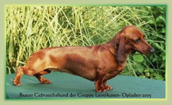 Cleo von der Hallwanger Pferdekoppel FCI