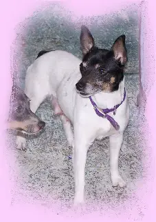 Hall's Winter Snow Storm NB