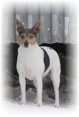 Hall's Huckleberry Ice