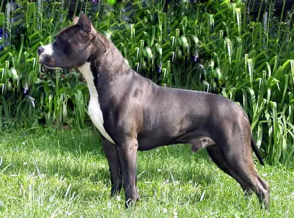 CH PRM, CAC, CACIB Dandi King of Ring's