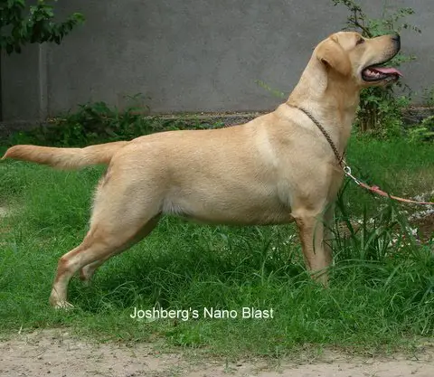 Joshberg's Nano Blast