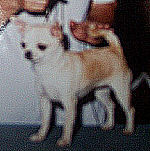 AM CH Fandango Vanity Faire-S