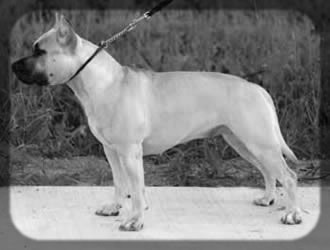 CH Blueberry Rebels Almighty