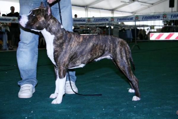 J CH Real Am Staf Rebel Tiger