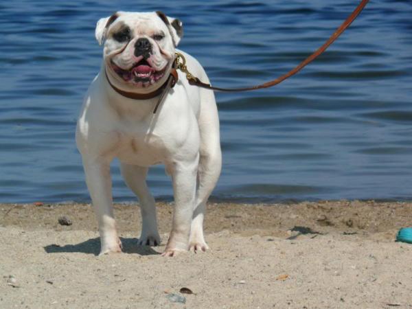 Rhody Bullies Uptown Girl