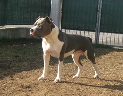 Bluelines Il Principe Milito