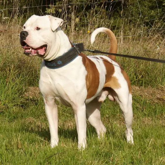 Crazy Bulls Da Vinci